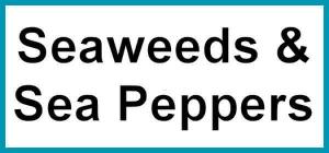 Seaweeds & Sea Peppers